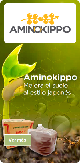 Aminokippo