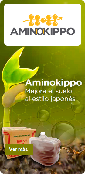 Aminokippo